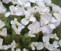 Achillea millefolium flowers