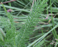 Achillea millefolium leaves