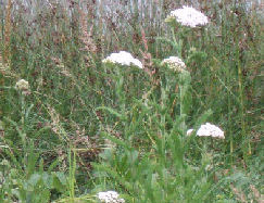 Achillea millefolium - Yarrow identification