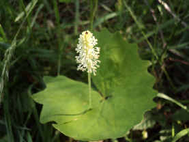 Achlys triphylla plant structure