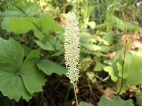 Achlys triphylla flower