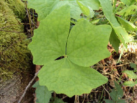 Achlys triphylla foliage
