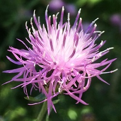 Acroptilon repens image 1
