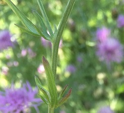 Acroptilon repens image 2