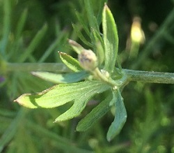 Acroptilon repens image 3