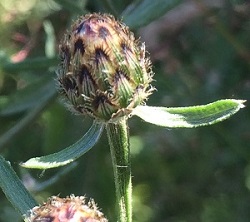Acroptilon repens image 4