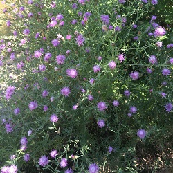 Acroptilon repens image 5