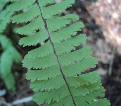 Close-up of Northern Maidenhair Fern (Adiantum pedatum) frond.