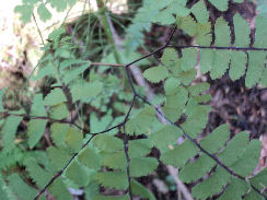 Northern Maidenhair Fern showing typical growth structure.