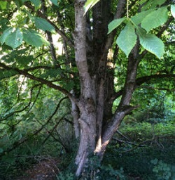Ground view of the tree Aesculus hippocastanum.