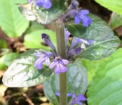 Image of Ajuga reptans flowers and leaves
