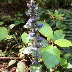 Image of Ajuga reptans plant in flower