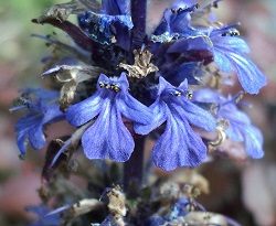 Image of Ajuga reptans flowers