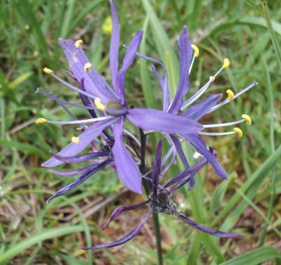 purple Camassia quamash flower