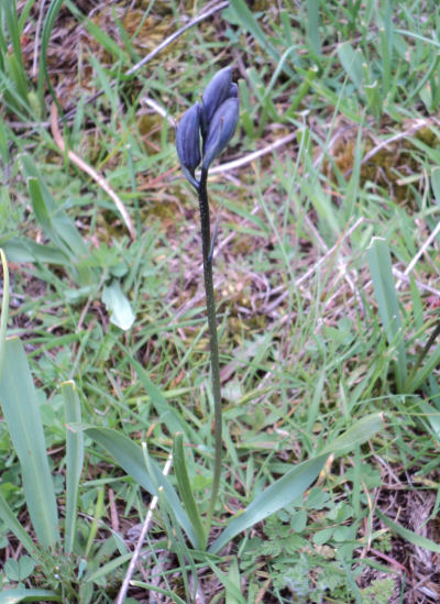 Camassia quamash closed flower