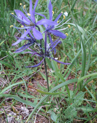 Camassia quamash plant