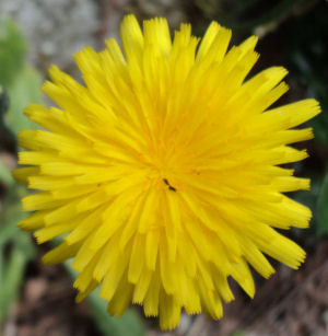 Hypochaeris radicata