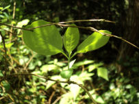 Lonicera ciliosa leaves