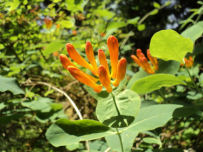 Lonicera ciliosa berries