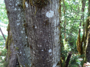 Image of Acer macrophyllum 1