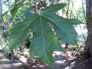 Image of Acer macrophyllum 2