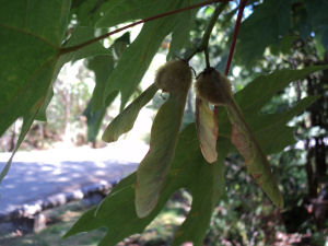 Image of Acer macrophyllum 3