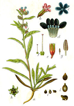 Anchusa officinalis Sturm8