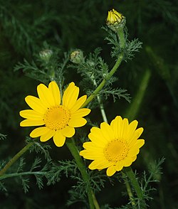 Anthemis April 2009-1