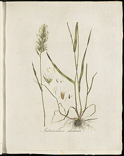 Flora Batava (KB), volume 02, 1807