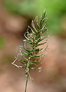 Anthoxanthum odoratum in Szczecin Płonia, NW Poland