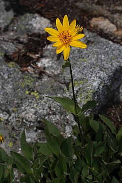 Arnica mollis 0056
