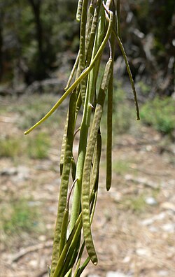 Boechera holboellii 4