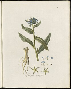 Lycopsis arvensis - Flora Batava (KB) - Plate 0092