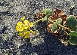 Abronia latifolia