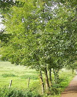 Alnus incana 001