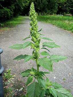 Amaranthus retroflexus full1