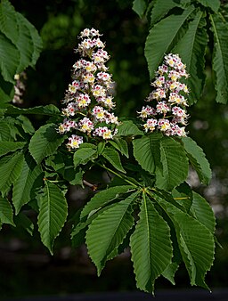 Chestnut inflorescences (Aésculus hippocástanum)
