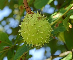 Fruit de marronnier (Aesculus hippocastanum)