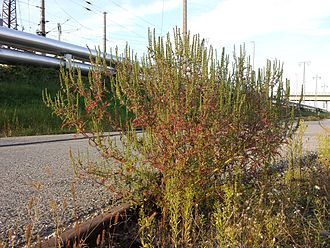 Ambrosia artemisiifolia sl3