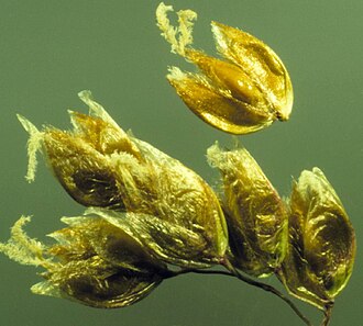 Anthoxanthum hirtum