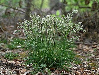 Anthoxanthum odoratum near Borzym, NW Poland