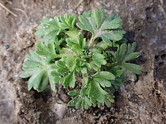 Aphanes arvensis