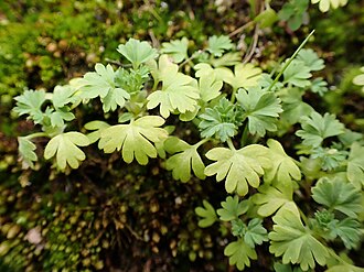 Aphanes australis