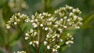Apocynum-cannabinum 8974212258 o 2