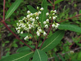 Indian Hemp (Apocynum cannabinum) blooming in Pittsburgh