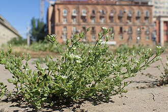 Arenaria serpyllifolia