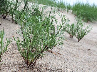 Artemisia campestris Bylica polna 2020-06-21 03