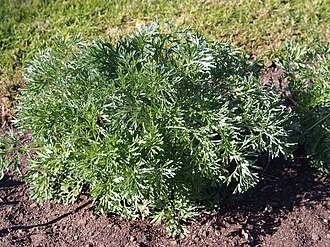 Artemisia dracunculus Bylica estragon 2021-04-27 01