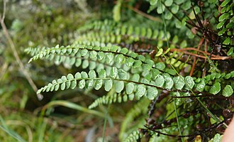 Asplenium adulterinum 270814a
