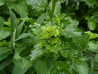 Barbarea vulgaris 04